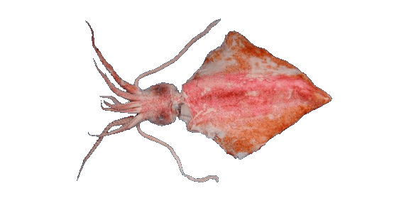 Calamar Diamante