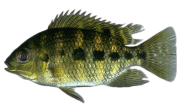 Tilapia Manchada
