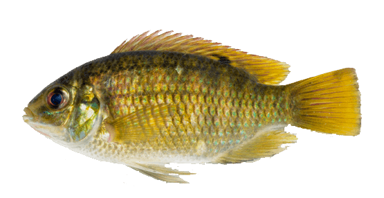 Tilapia de Franjas, Vlei Kurper