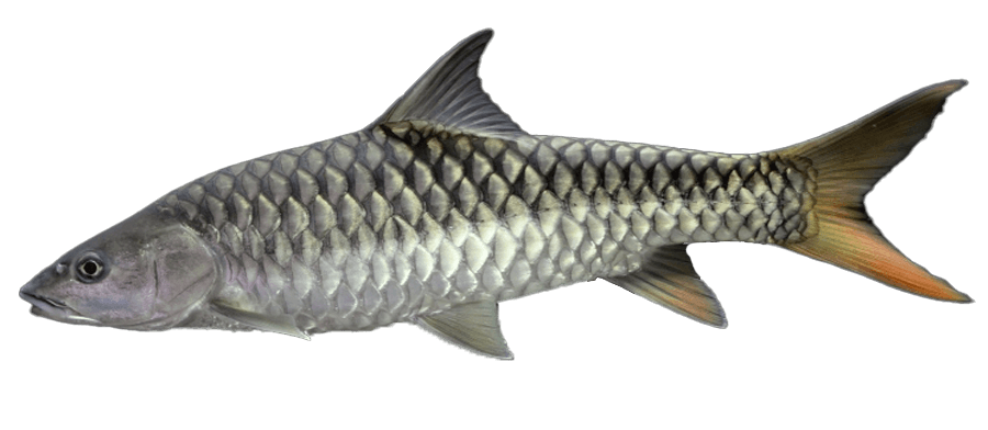 Mahseer Dorado