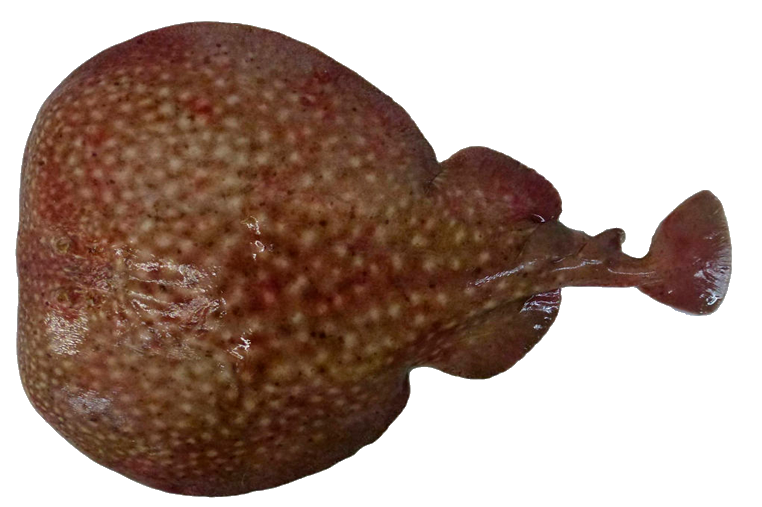 Tembladera