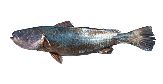 Totoaba