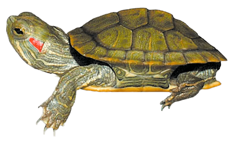 Galápago de Florida