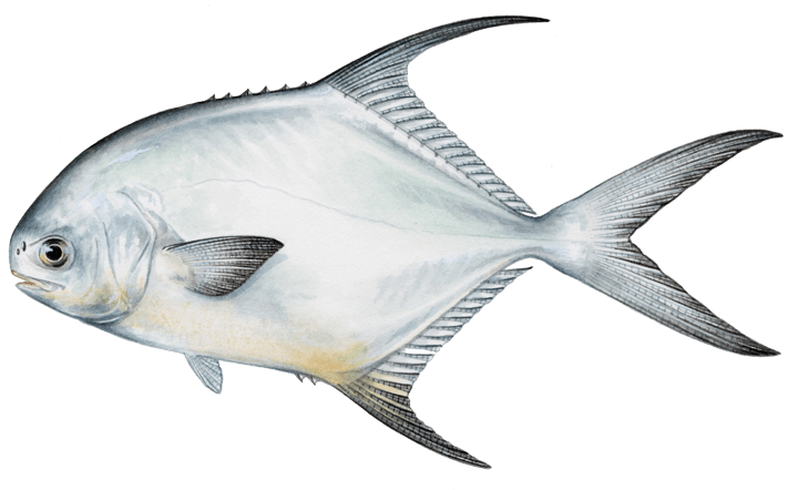 Pámpano palometa