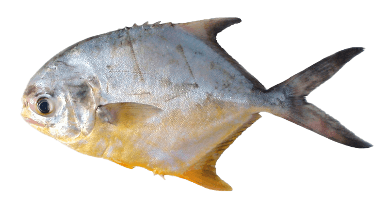 Pámpano Toro