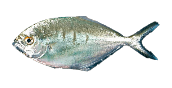Palometa