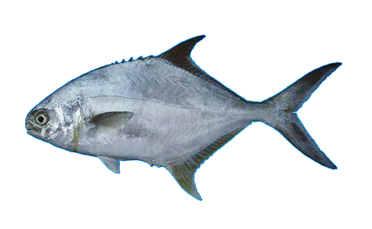 Pámpano paloma