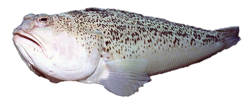 Pez Víbora, Starry Weever