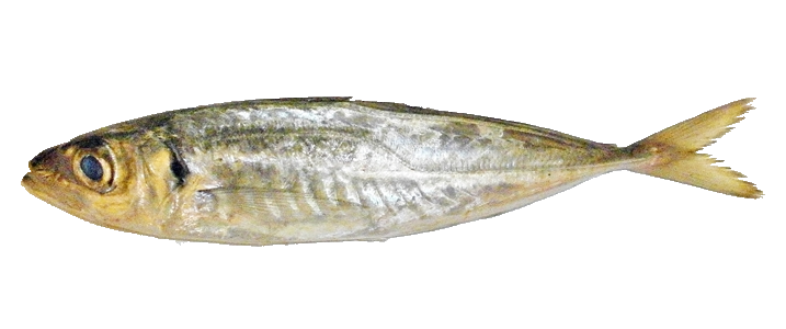 Jurel Mediterráneo