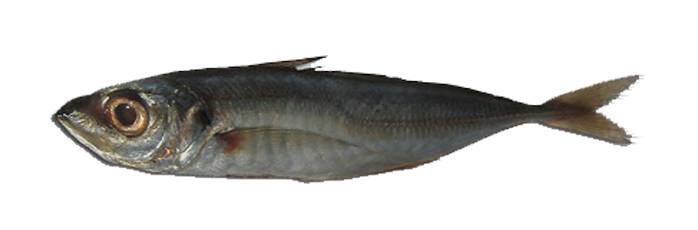 Mackereles, Jureles