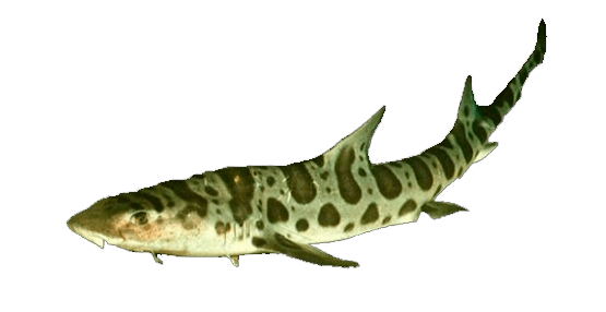 Tiburón Leopardo