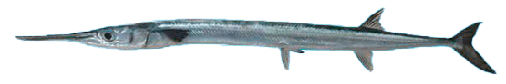 Agujón