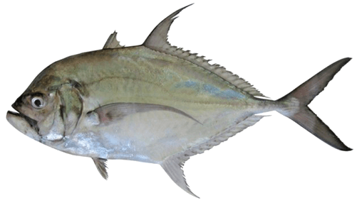 Ulua