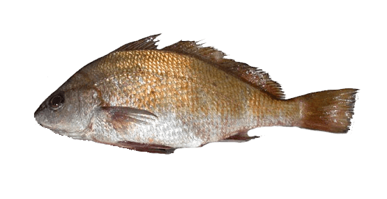 Verrugato de Canarias