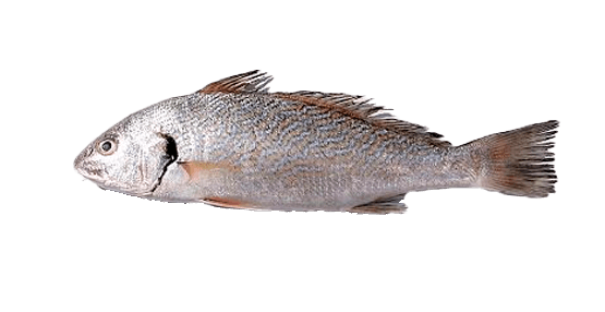 Verrugato