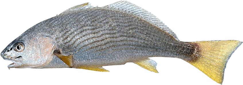 Berrugato Aleta Amarilla