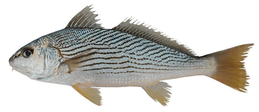 Berrugata roncadora