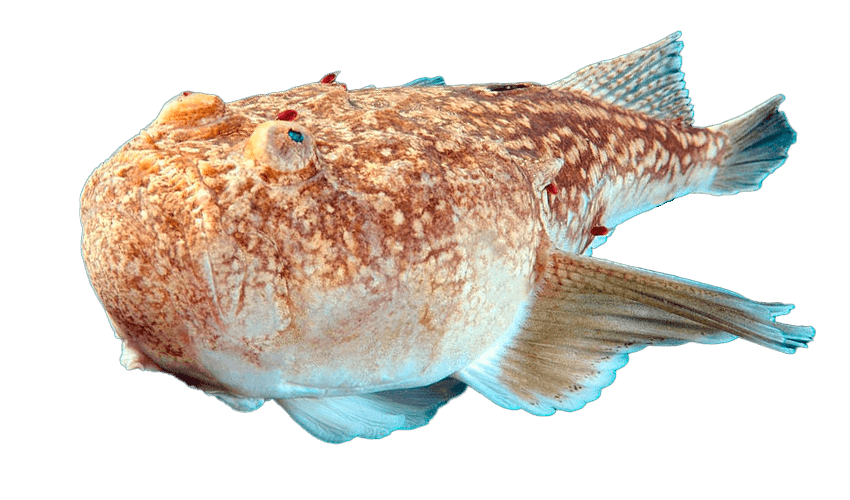 Pez Rata