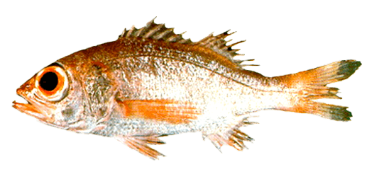 Pargo Negro