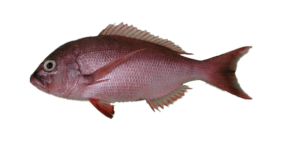 Dentón de Cabo Verde, Bulldog Dentex