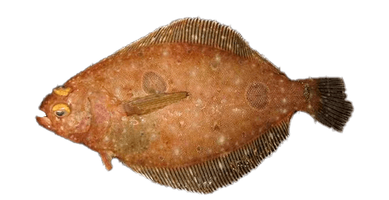 Lenguado cola de abanico
