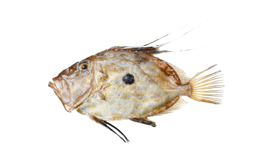 John Dory, Pez San Pedro