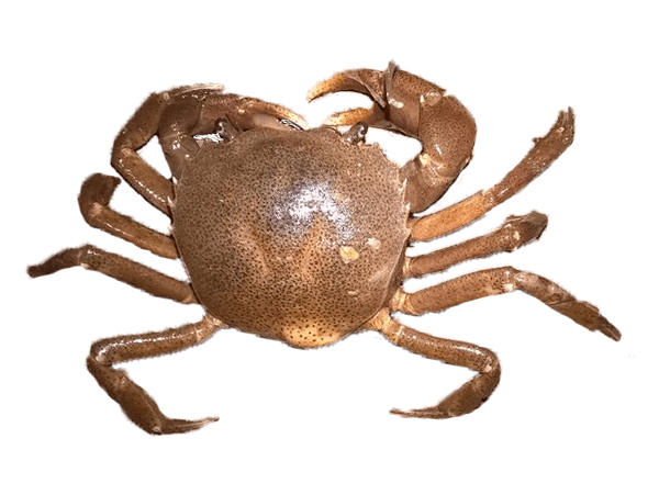 Cangrejo de Río Sudamericano